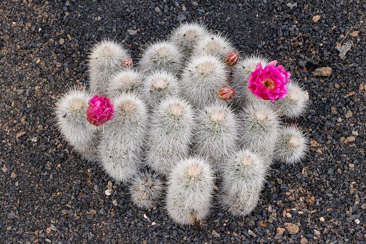 Echinocereus nivosus: Echinocereus nivosus Glass & R.A.Foster ; habitus; Jardin de Cactus, Guatiza , Lanzarote , Canary Islands , Spain .