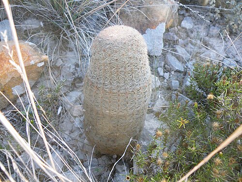 Rainbow cactus: Mina, Nuevo Leon