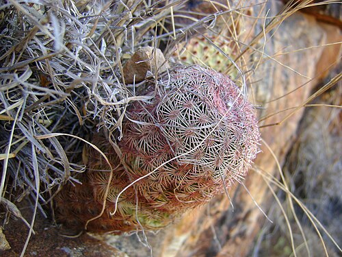 Rainbow cactus: Rio Nazas, Durango