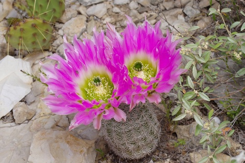 Rainbow cactus (Echinocereus pectinatus)
