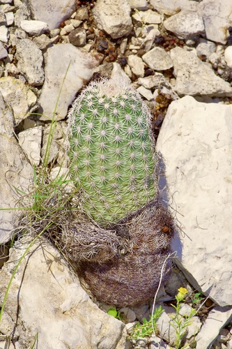 Rainbow cactus (Echinocereus pectinatus)