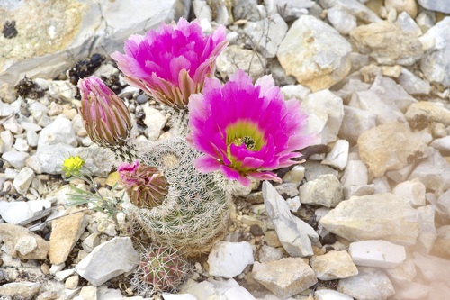 Rainbow cactus (Echinocereus pectinatus)