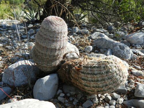 Rainbow cactus (Echinocereus pectinatus)