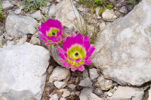 Rainbow cactus (Echinocereus pectinatus)