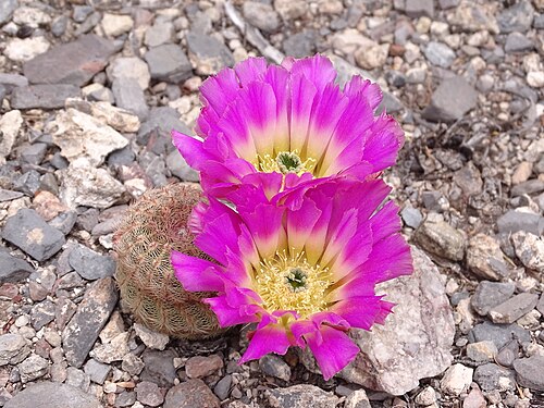 Rainbow cactus: Echinocereus pectinatus pectinatus in Mexico