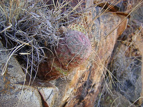 Rainbow cactus: Rio Nazas, Durango
