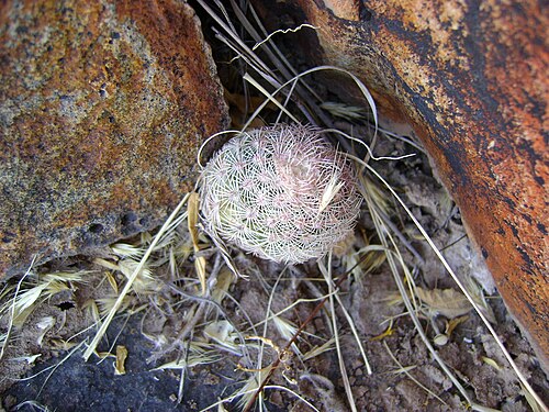 Rainbow cactus: Rio Nazas, Durango