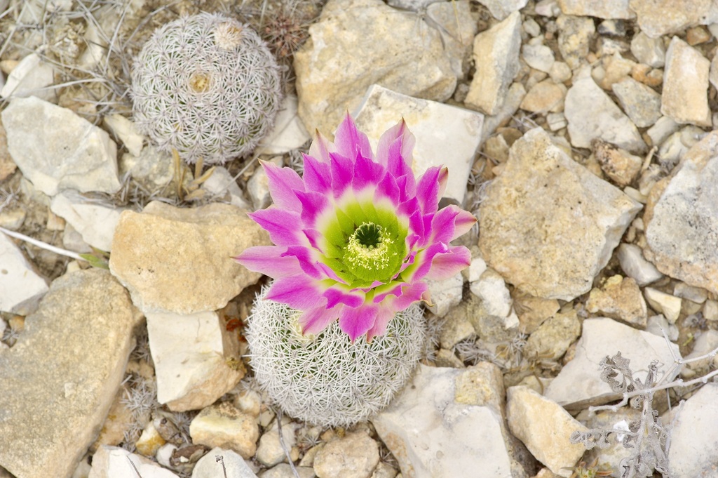 Rainbow cactus (Echinocereus pectinatus)