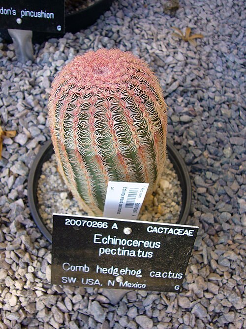 Rainbow cactus: Echinocereus pectinatus