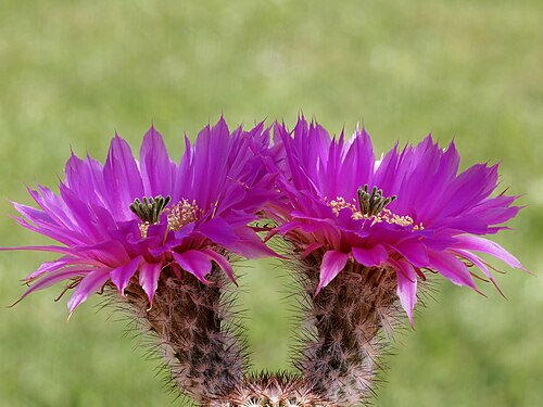 Lace hedgehog cactus: Echinocereus reichenbachii