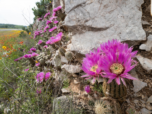 Lace hedgehog cactus (Echinocereus reichenbachii)