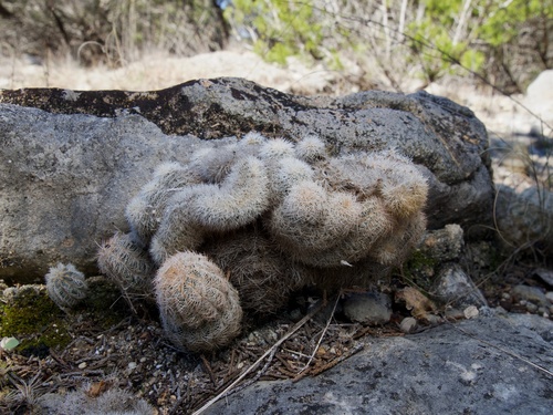 Lace hedgehog cactus (Echinocereus reichenbachii)