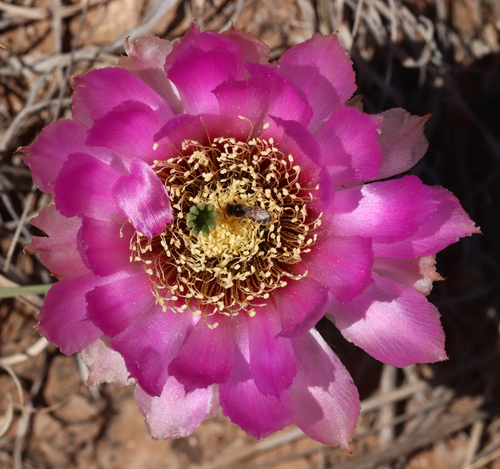 Lace hedgehog cactus (Echinocereus reichenbachii)
