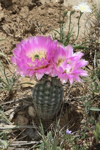 Lace hedgehog cactus (Echinocereus reichenbachii)