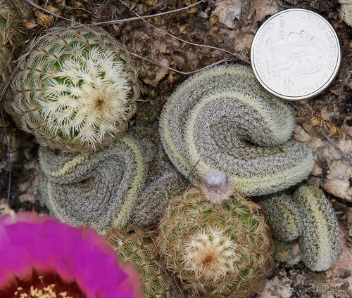Lace hedgehog cactus (Echinocereus reichenbachii)