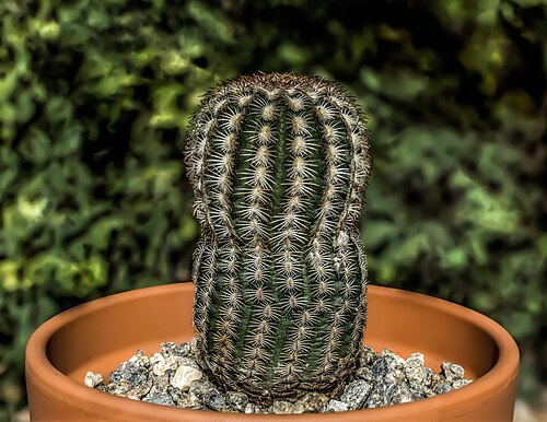 Lace hedgehog cactus: Echinocereus reichenbachii