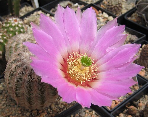 Lace hedgehog cactus: Echinocereus reichenbachii