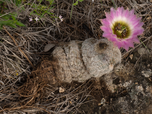 Lace hedgehog cactus (Echinocereus reichenbachii)