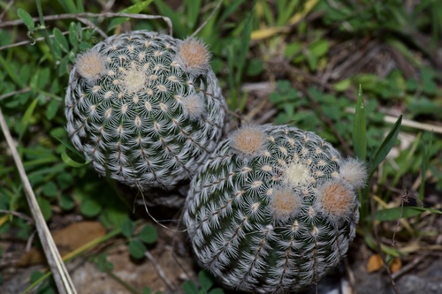 Lace hedgehog cactus (Echinocereus reichenbachii)