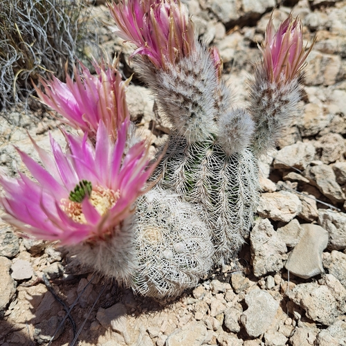 Lace hedgehog cactus (Echinocereus reichenbachii)