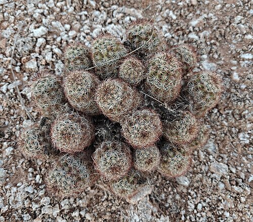 Lace hedgehog cactus: Echinocereus reichenbachii perbellus in the United States
