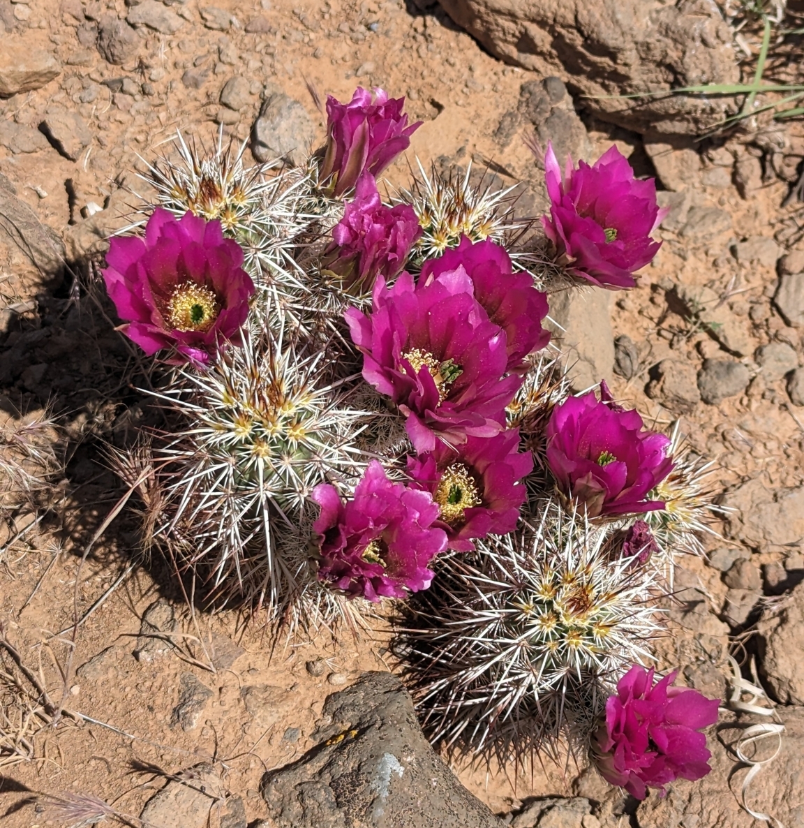 Echinocereus relictus: Relict Hedgehog Cactus ( Echinocereus relictus ) in the United States