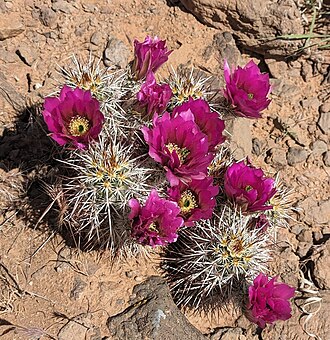 Echinocereus relictus: Relict Hedgehog Cactus ( Echinocereus relictus ) in the United States