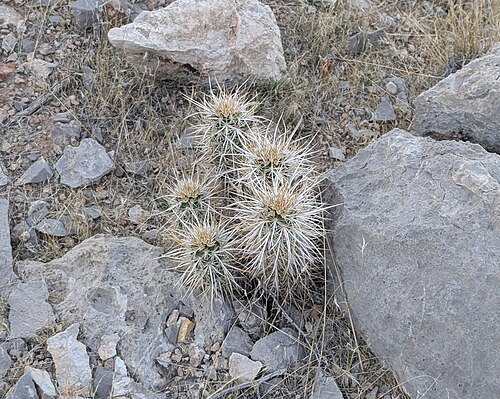 Echinocereus relictus: Relict Hedgehog Cactus ( Echinocereus relictus ) in the United States