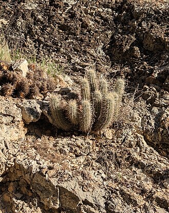 Echinocereus relictus: Relict Hedgehog Cactus ( Echinocereus relictus ) in the United States