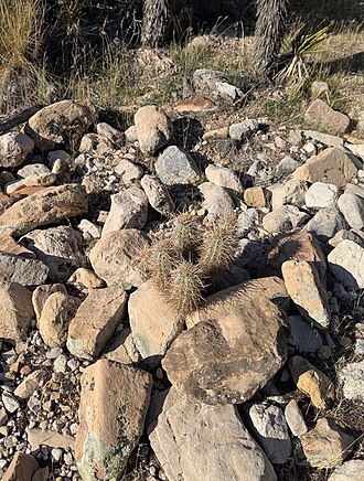 Echinocereus relictus: Relict Hedgehog Cactus ( Echinocereus relictus ) in the United States