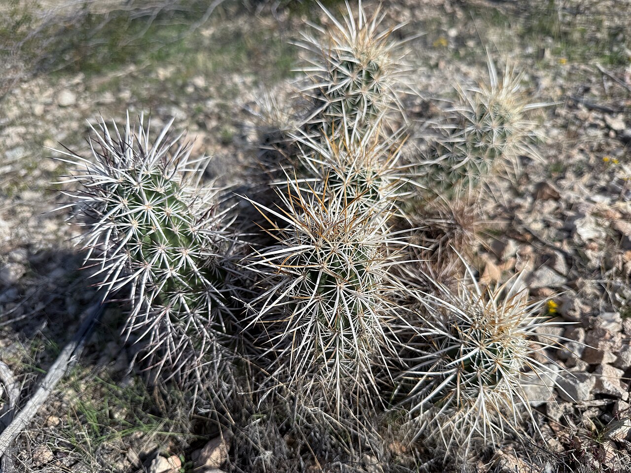 Echinocereus relictus: Relict Hedgehog Cactus ( Echinocereus relictus ) in the United States