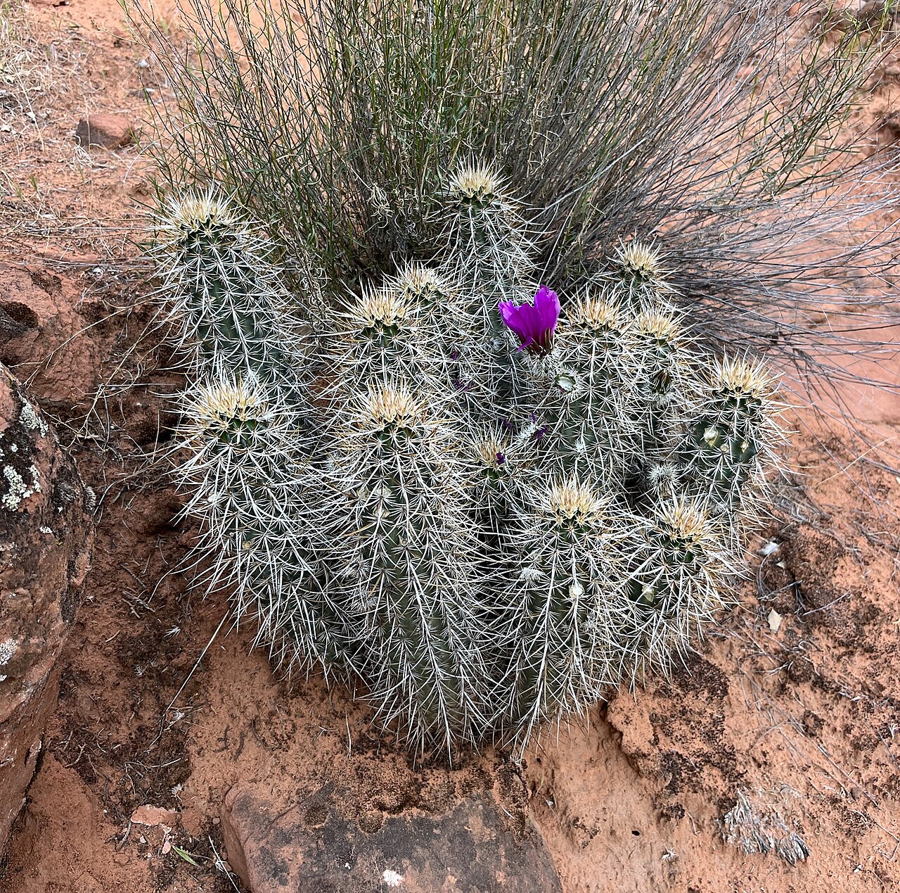 Echinocereus relictus: Relict Hedgehog Cactus ( Echinocereus relictus ) in the United States