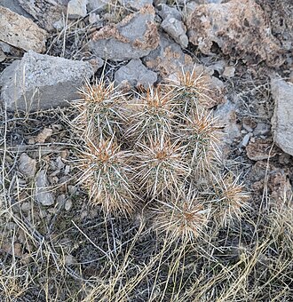 Echinocereus relictus: Relict Hedgehog Cactus ( Echinocereus relictus ) in the United States