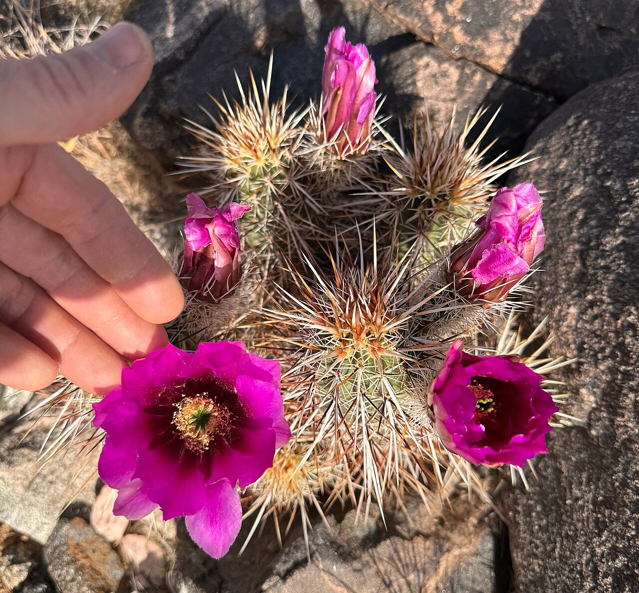 Echinocereus relictus: Relict Hedgehog Cactus ( Echinocereus relictus ) in the United States