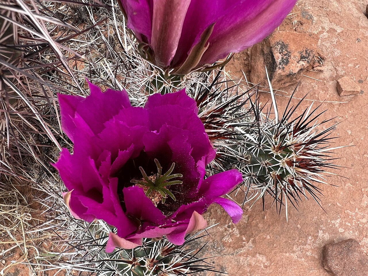 Echinocereus relictus: Relict Hedgehog Cactus ( Echinocereus relictus ) in the United States