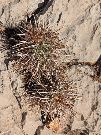 Echinocereus relictus: Relict Hedgehog Cactus ( Echinocereus relictus ) in the United States