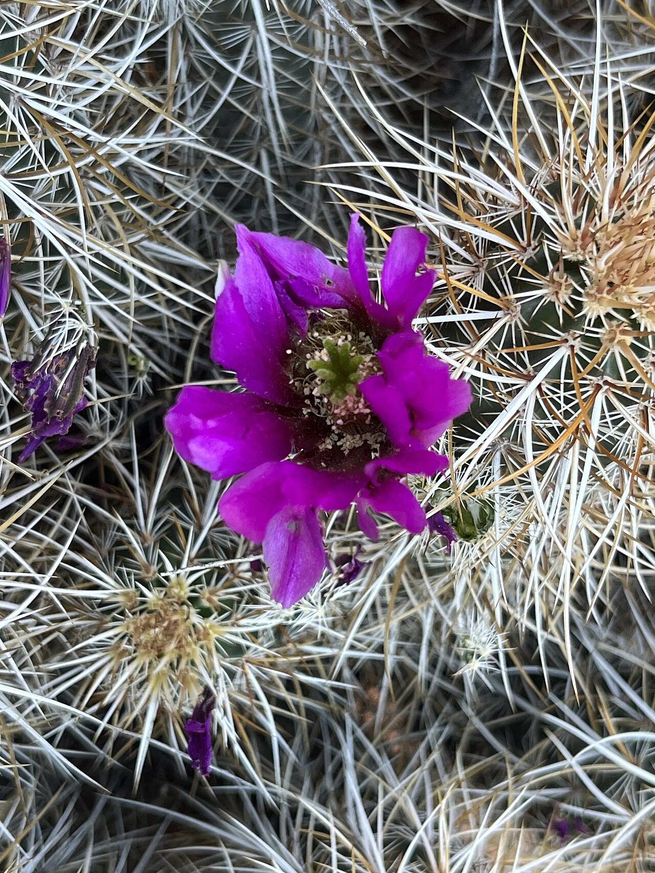 Echinocereus relictus: Relict Hedgehog Cactus ( Echinocereus relictus ) in the United States