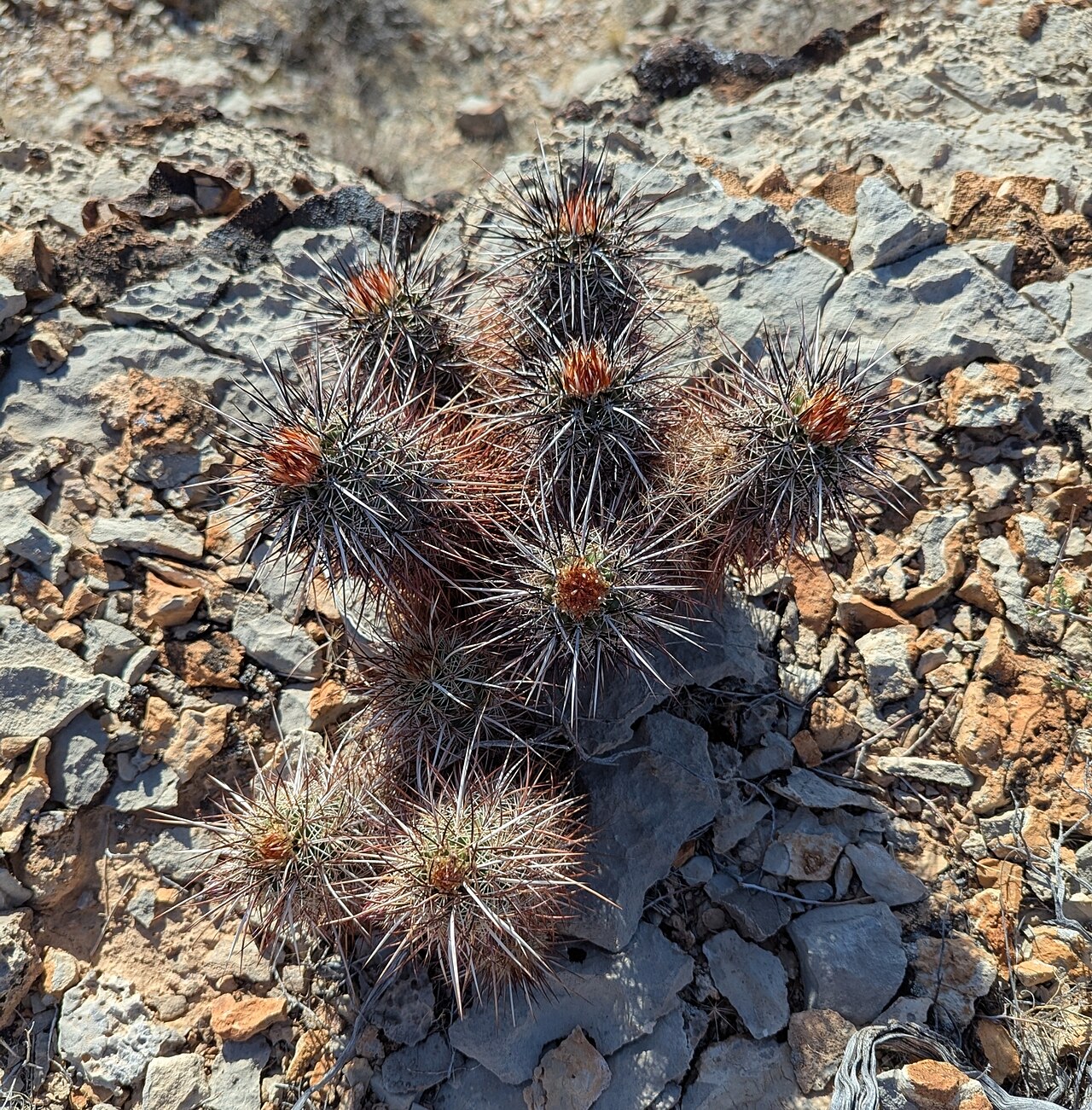 Echinocereus relictus: Relict Hedgehog Cactus ( Echinocereus relictus ) in the United States