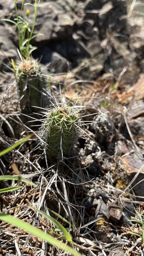 Echinocereus scheeri (Echinocereus scheeri)