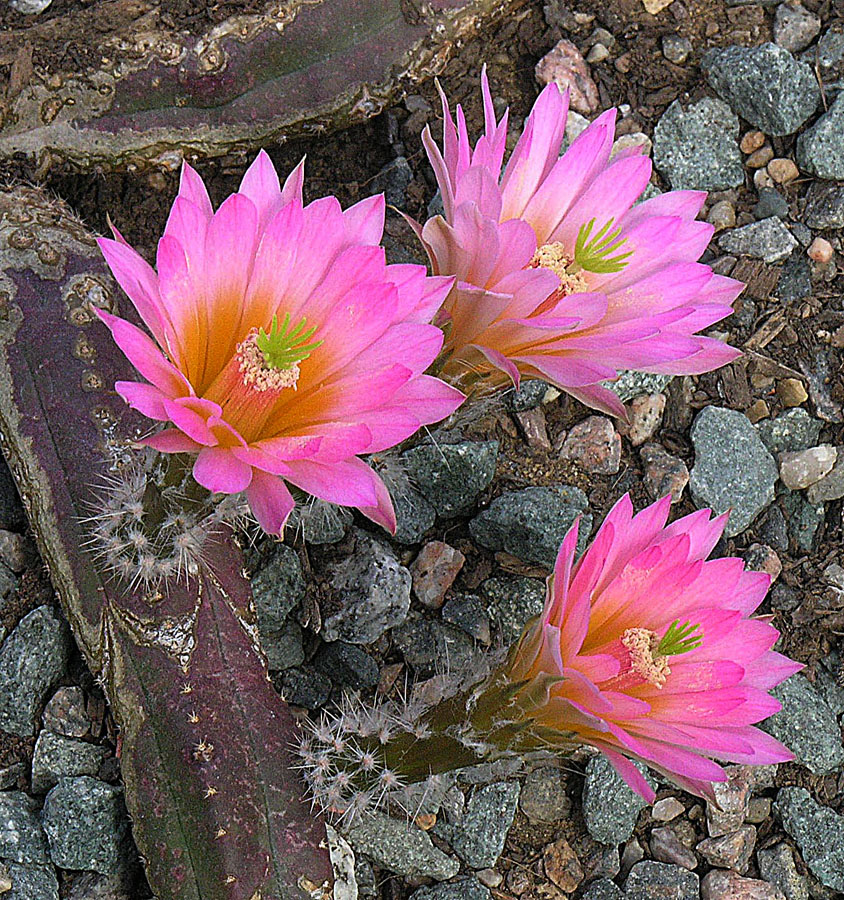 Echinocereus scheeri: Native to northeastern Mexico, but here blooming at the KEW gardens, London.