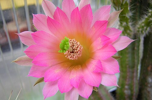 Echinocereus scheeri: Echinocereus scheeri ssp. gentryi