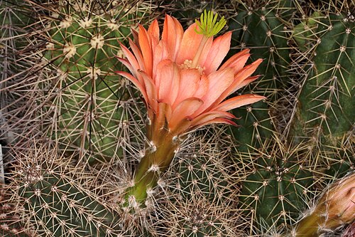 Echinocereus scheeri: Echinocereus scheeri ssp. scheeri