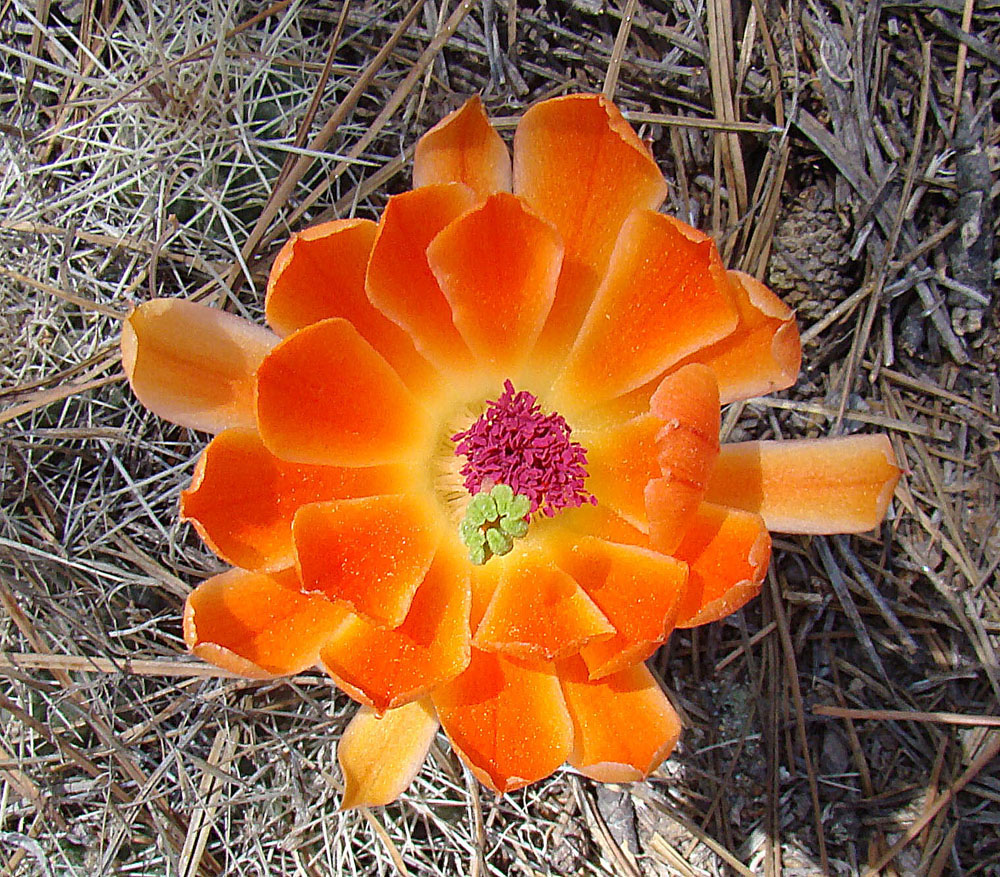 Echinocereus scheeri: Flower of a recumbent cactus native to northern Mexico. Flowers may also be pink. Photo from the Tarahumara Mountains, Chihuahua State.