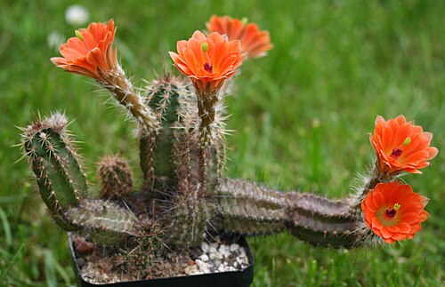 Echinocereus scheeri: Echinocereus scheeri var. obscuriensis