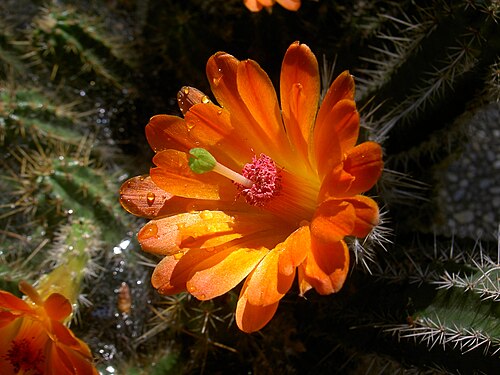 Echinocereus scheeri: blossom of Echinocereus scheeri