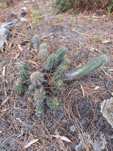 Echinocereus scheeri (Echinocereus scheeri)