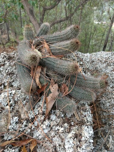 Echinocereus scheeri (Echinocereus scheeri)
