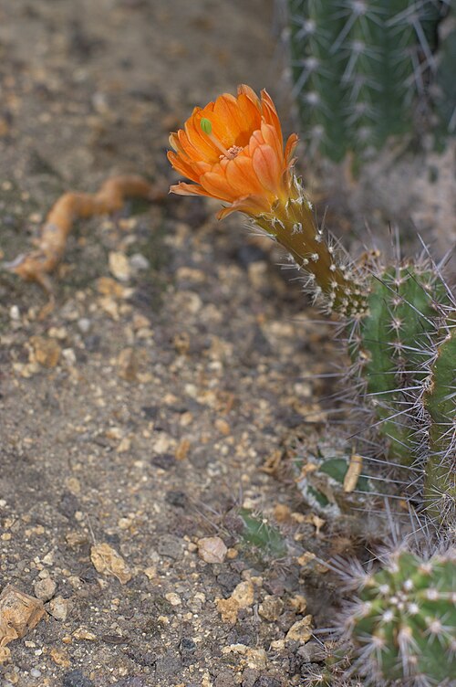 Echinocereus scheeri: Echinocereus salm-dyckianus, Botanical Garden Berlin-Dahlem, Germany.