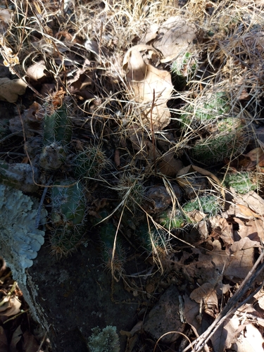 Echinocereus scheeri (Echinocereus scheeri)