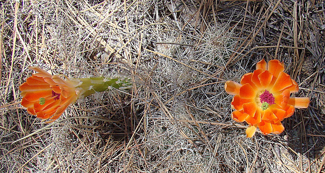 Echinocereus scheeri: A cactus known as Chollita in its native northern Mexico. It inhabits canyons and pine forests, here in the Tarahumara Mountains of Chihuahua State.
